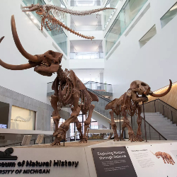 Museum of Natural History