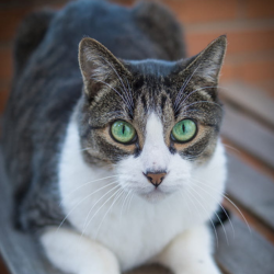 Gray and white tabby cat