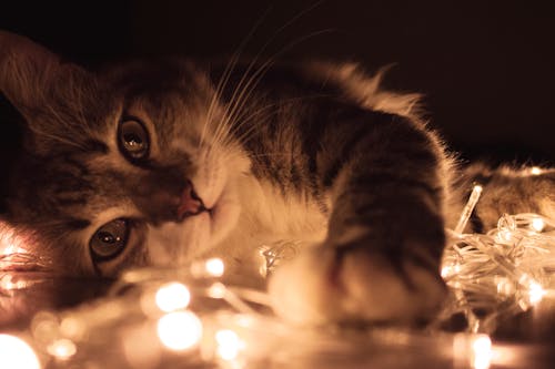 Gray Tabby Cat Lying on White String Lights Gray Tabby Cat Lying on White String Lights