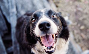 Adult Black and White Border Collie
