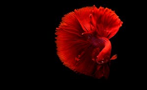 Close Up of a Red Siamese Fighting Fish